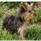 Yorkshire Terrier - Rüde