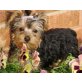 Yorkshire Terrier - Rüde