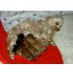 Yorkshire Terrier - Rüde