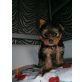 Yorkshire Terrier - Rüde
