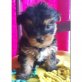 Yorkshire Terrier - Rüde
