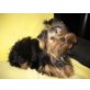 Yorkshire Terrier - Rüde