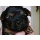 Yorkshire Terrier - Rüde