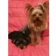 Yorkshire Terrier - Rüde
