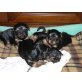 Yorkshire Terrier - Rüde