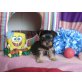 Yorkshire Terrier - Rüde