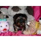 Yorkshire Terrier - Rüde