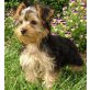 Yorkshire Terrier - Rüde