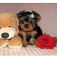 Yorkshire Terrier - Rüde