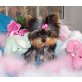 Yorkshire Terrier - Rüde