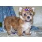 Yorkshire Terrier - Rüde