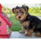 Yorkshire Terrier - Rüde