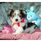 Yorkshire Terrier - Rüde