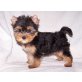 Yorkshire Terrier - Rüde