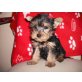 Yorkshire Terrier - Rüde