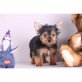 Yorkshire Terrier - Rüde