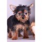 Yorkshire Terrier - Rüde