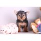 Yorkshire Terrier - Rüde
