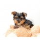 Yorkshire Terrier - Rüde
