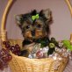 Yorkshire Terrier - Rüde