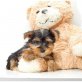 Yorkshire Terrier - Rüde