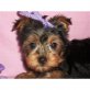 Yorkshire Terrier - Rüde