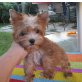 Yorkshire Terrier - Rüde