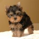 Yorkshire Terrier - Rüde