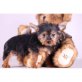 Yorkshire Terrier - Rüde