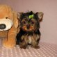 Yorkshire Terrier - Rüde