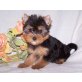 Yorkshire Terrier - Rüde