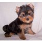 Yorkshire Terrier - Rüde