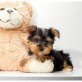 Yorkshire Terrier - Rüde