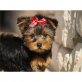 Yorkshire Terrier - Rüde