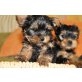 Yorkshire Terrier - Rüde