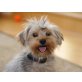 Yorkshire Terrier - Rüde