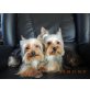 Yorkshire Terrier - Rüde