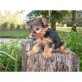 Yorkshire Terrier - Rüde