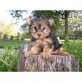 Yorkshire Terrier - Rüde