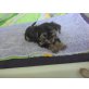 Yorkshire Terrier - Rüde