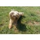 Yorkshire Terrier - Rüde