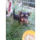 Yorkshire Terrier - Rüde