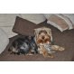 Yorkshire Terrier - Rüde