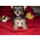 Yorkshire Terrier - Rüde
