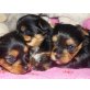 Yorkshire Terrier - Rüde