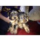 Yorkshire Terrier - Rüde