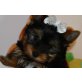 Yorkshire Terrier - Rüde