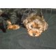 Yorkshire Terrier - Rüde