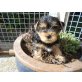 Yorkshire Terrier - Rüde