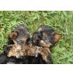 Yorkshire Terrier - Rüde